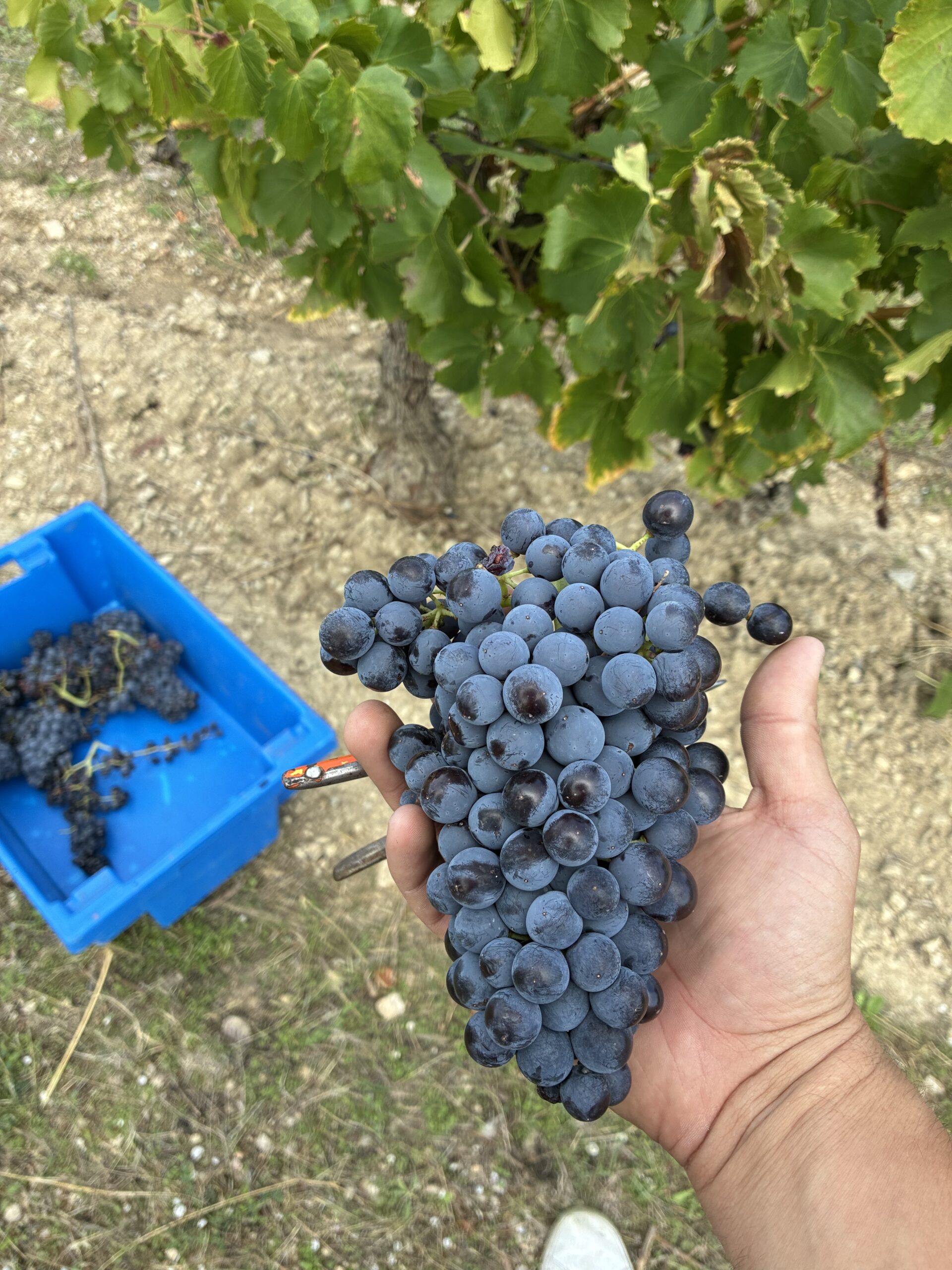 Les vignes de la Maison Farou